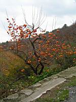 Plaqueminier du Japon, Diospyros kaki (fam. Ebenacees) (photo F. Mrugala) (3)